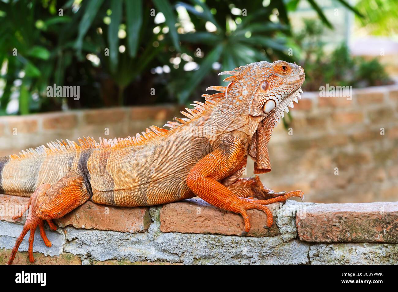Incroyable dégradé de couleur orange et motif vert Iguana relaxant dans la cour Banque D'Images