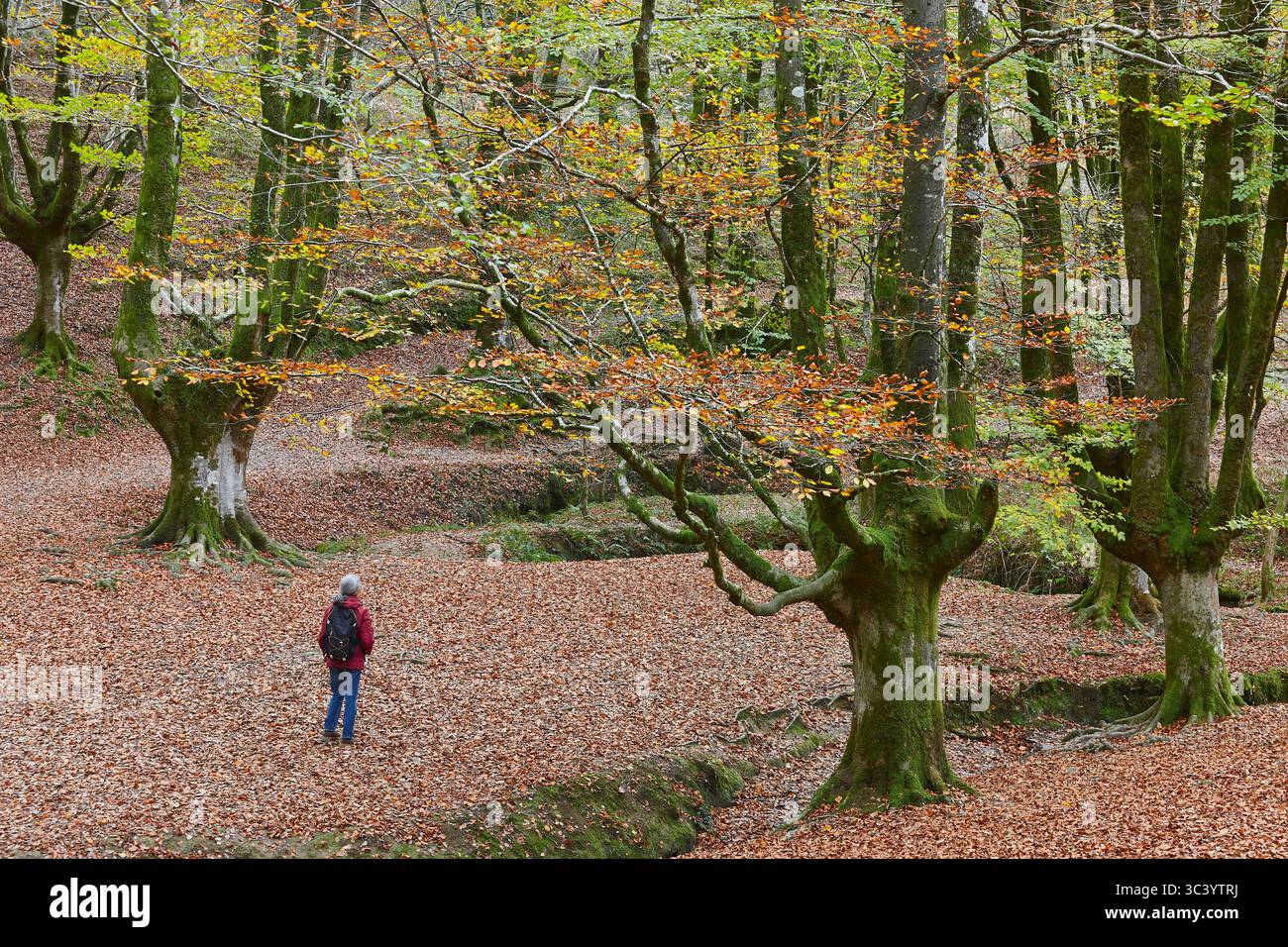 Forêt de hêtres à Vizcaya. Hayedo Otzarreta, Gorbeia. Paysage d'automne. Espagne Banque D'Images Forêt de hêtres à Vizcaya. Hayedo Otzarreta, Gorbeia. Paysage d'automne. Espagne Banque D'Images