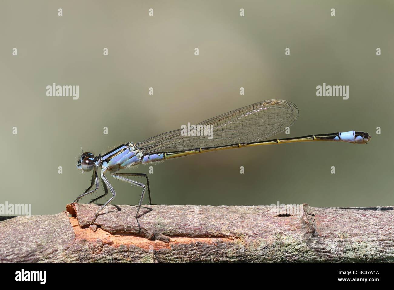 Demoiselle à queue bleu Banque D'Images