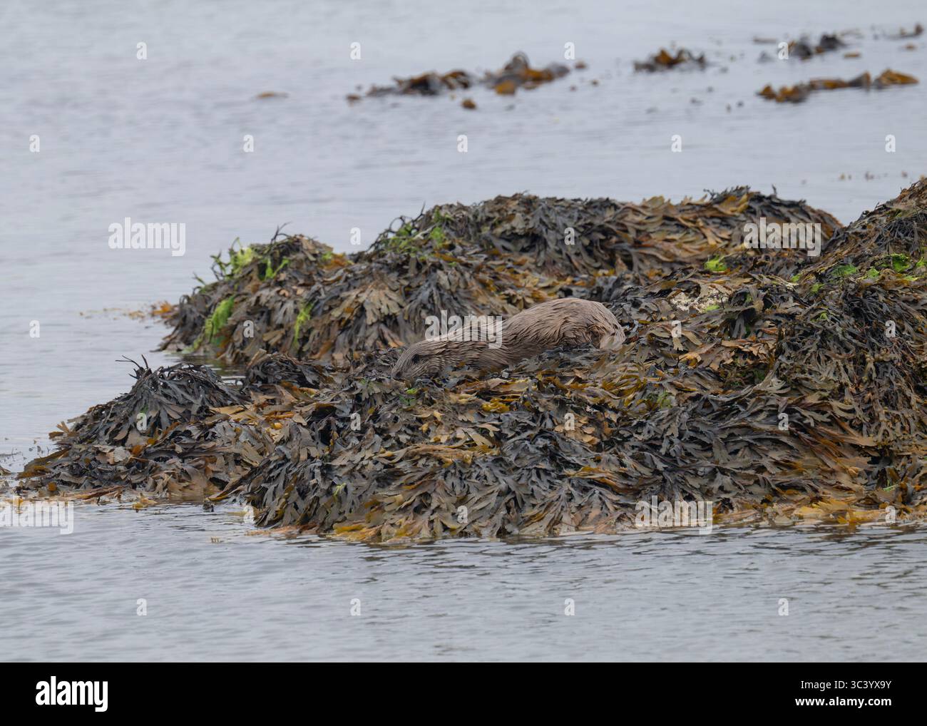 Loutre (Lutra lutra) grimpant sur des rochers couverts d'algues, Hillswick, Mainland, Shetland. Banque D'Images Loutre (Lutra lutra) grimpant sur des rochers couverts d'algues, Hillswick, Mainland, Shetland. Banque D'Images