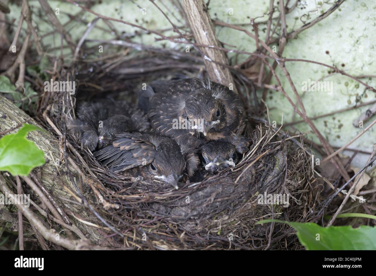 Cinq jeunes oiseaux noirs (Turdus merula) dans le nid, Bavière, Allemagne Banque D'Images