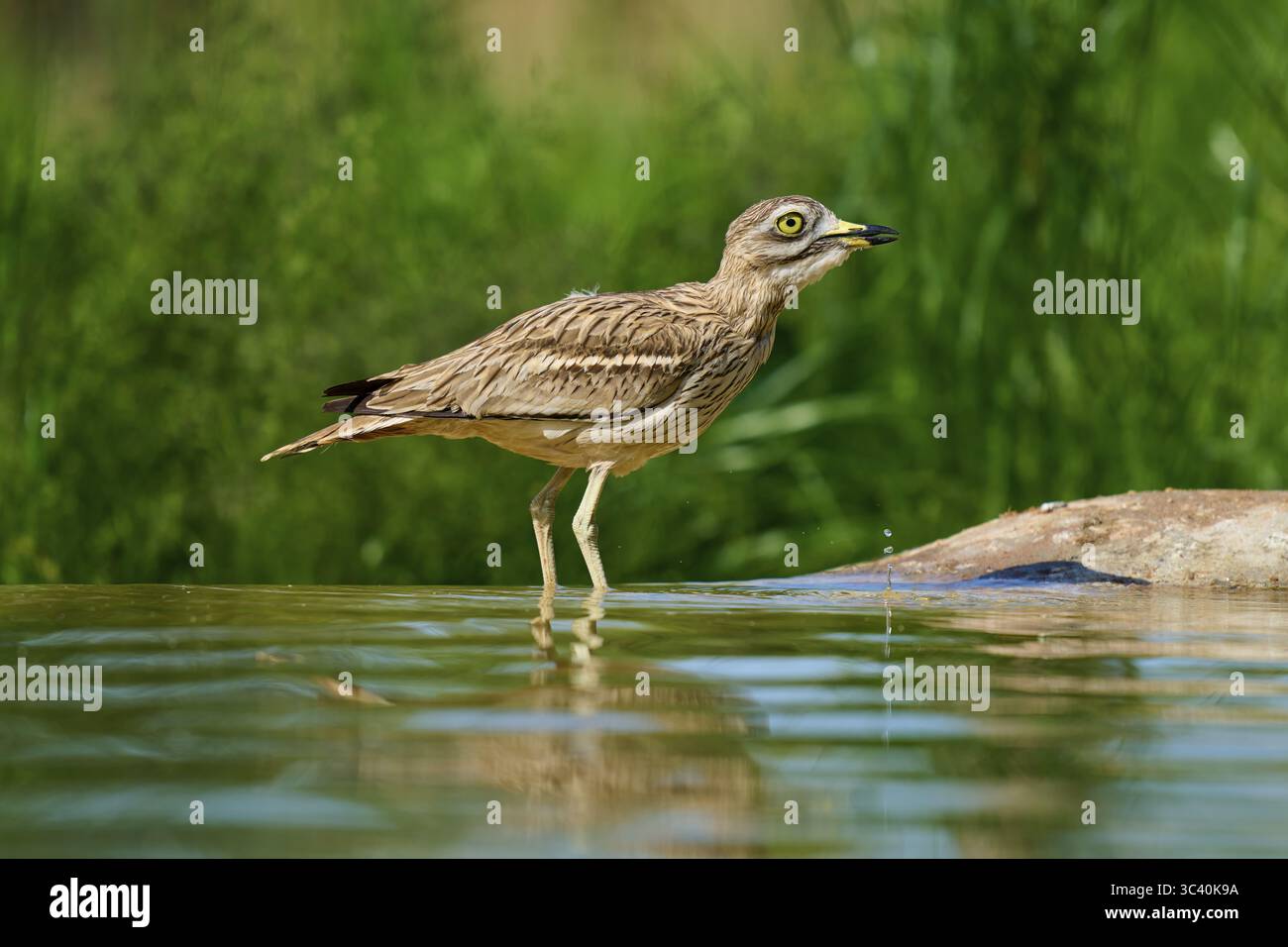 Un oiseau dans un environnement calme, debout dans l'eau, Curlew de pierre (Burhinus oedicnemus), printemps, France Banque D'Images