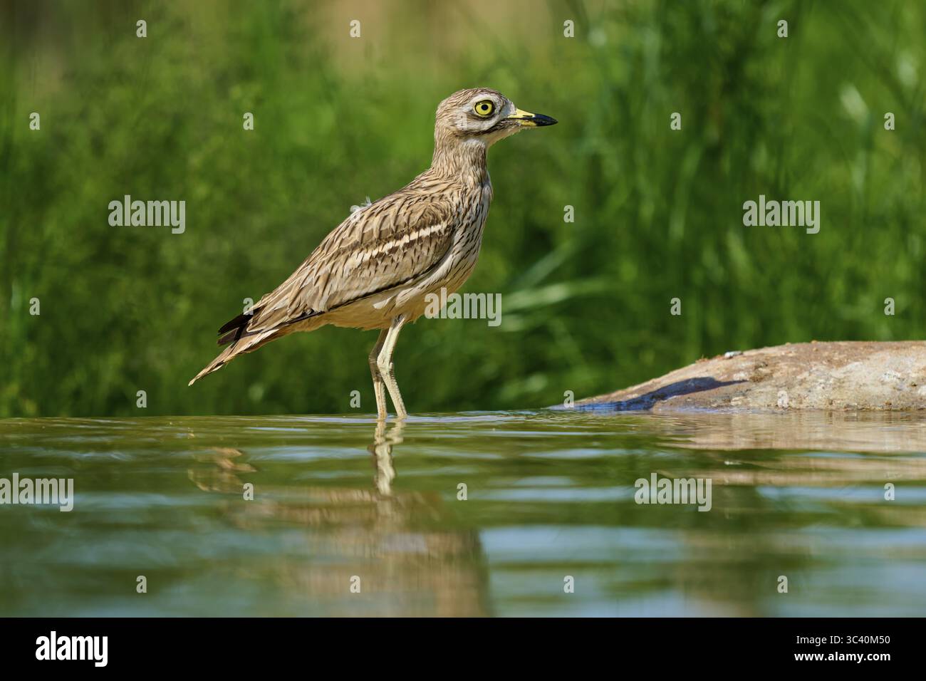 Un oiseau fait une pause dans l'eau calme, les environs sont verts, Curlew de pierre (Burhinus oedicnemus), printemps, France Banque D'Images