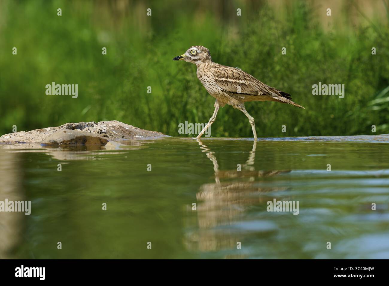 Oiseau dans un environnement calme, reflété sur une surface d'eau entourée de feuillage vert, Curlew Stone (Burhinus oedicnemus), printemps, France Banque D'Images