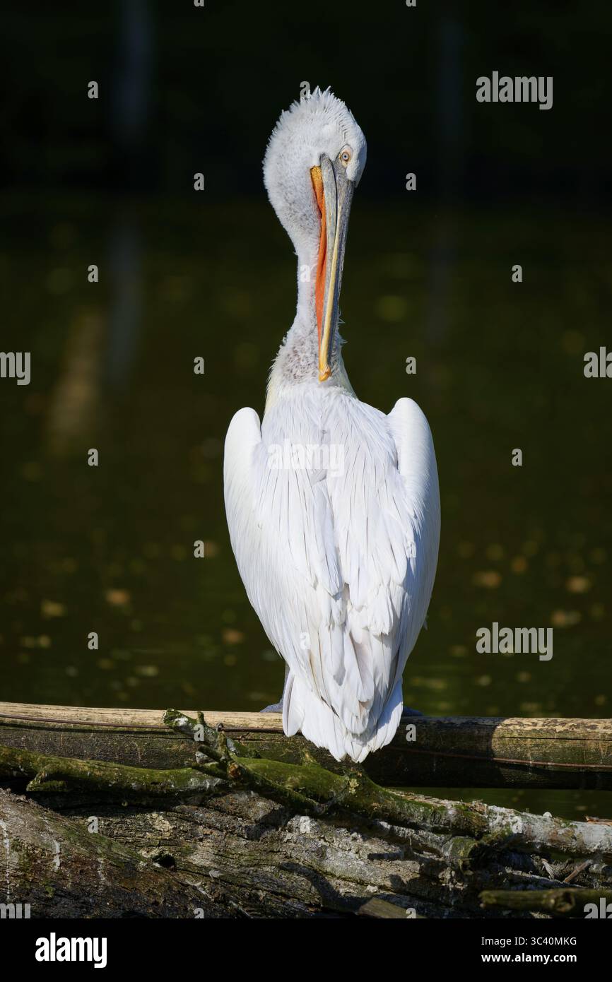 Un pélican se tient au bord de l'eau, dos au spectateur, entouré par la lumière tamisée et la tranquillité, le pélican dalmate (Pelecanus crispus), source Banque D'Images