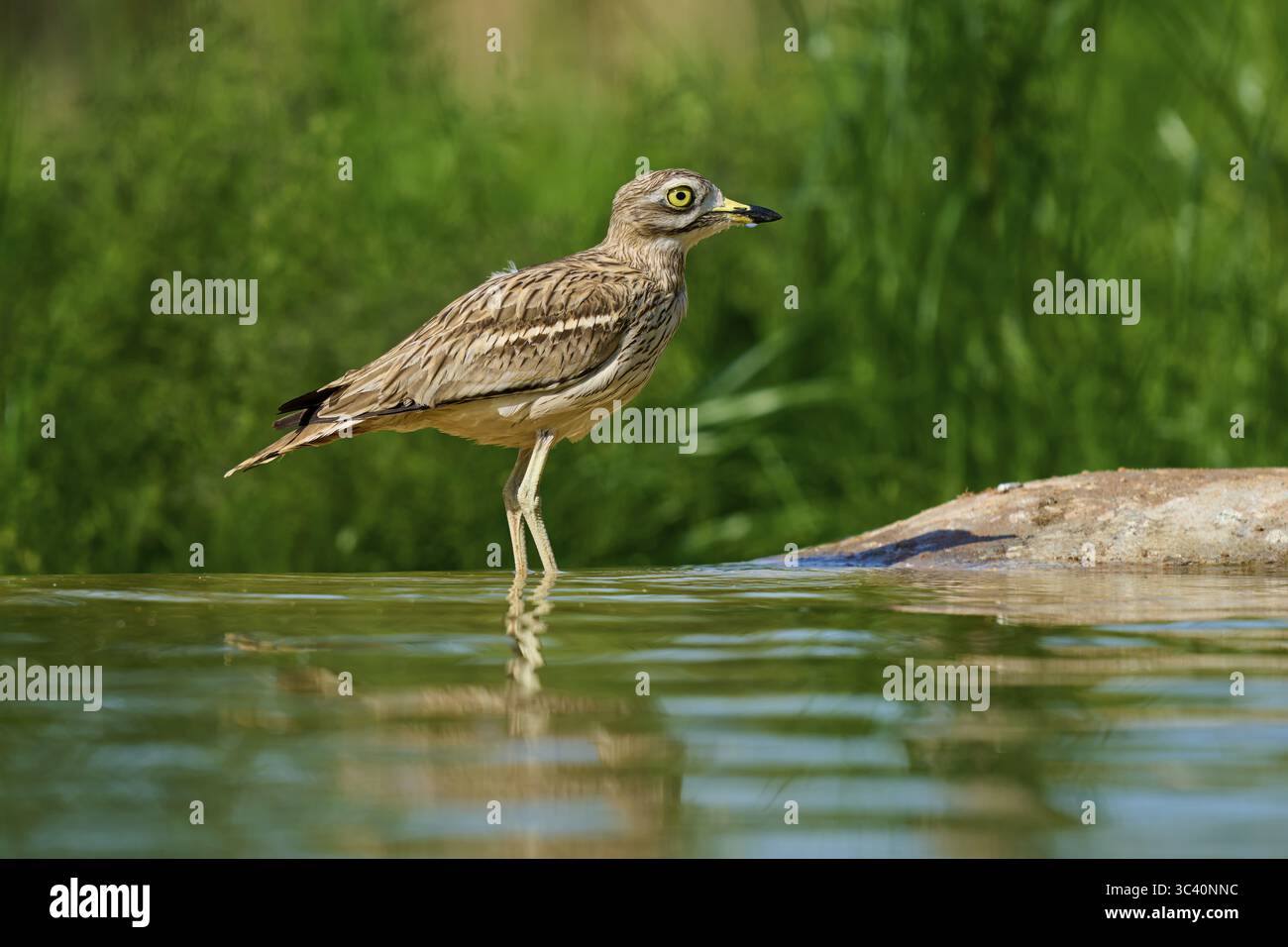 Un oiseau se tient dans l'eau, entouré par la nature verte, avec une vue dégagée, Curlew de pierre (Burhinus oedicnemus), printemps, France Banque D'Images