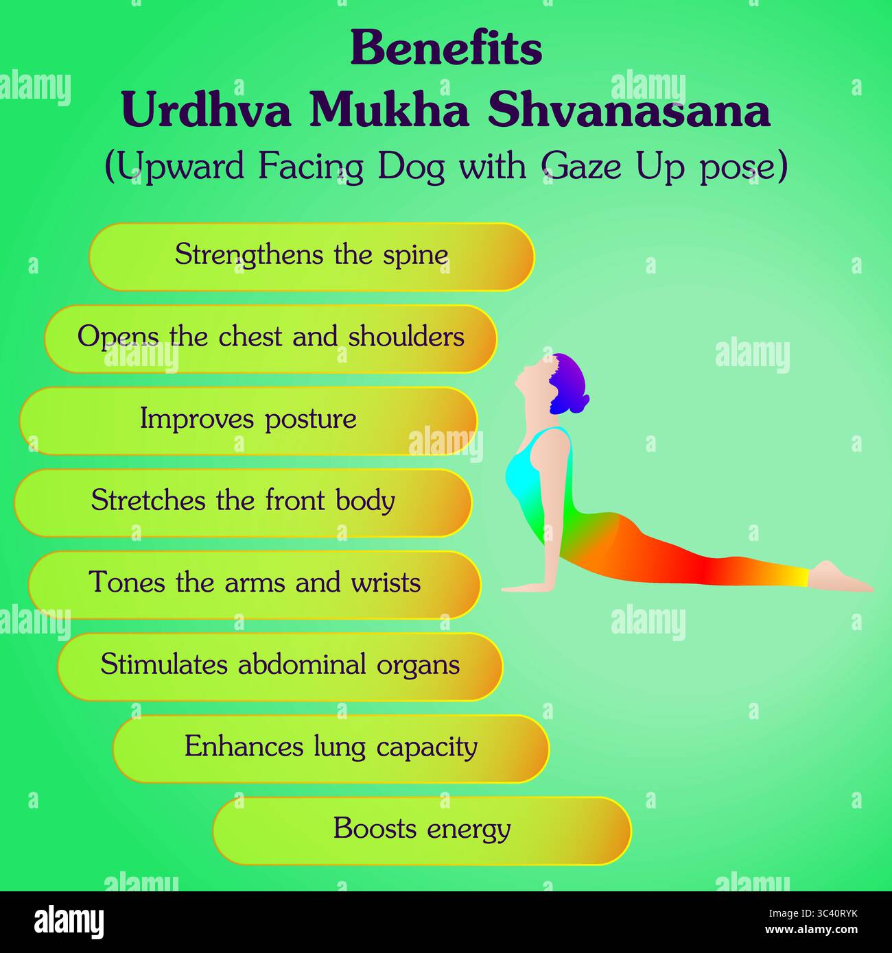 Avantages de la pratique de la pose de yoga Urdhva Mukha Shvanasana. Posture de yoga pour chien orienté vers le haut. Illustration vectorielle isolée Illustration de Vecteur