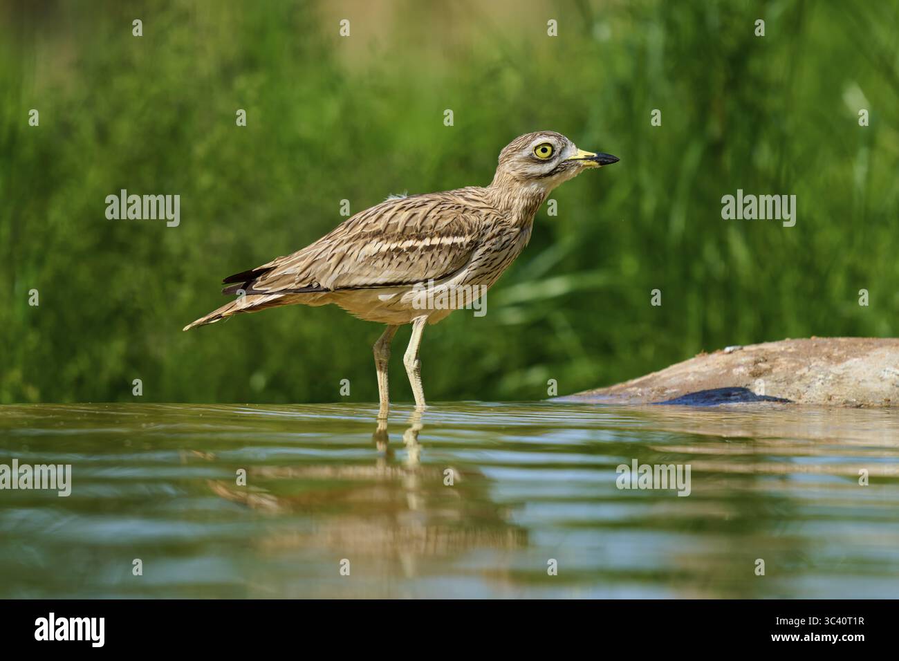 L'oiseau se tient dans l'eau, un scénario calme dans un environnement verdoyant, Curlew de pierre (Burhinus oedicnemus), printemps, France Banque D'Images