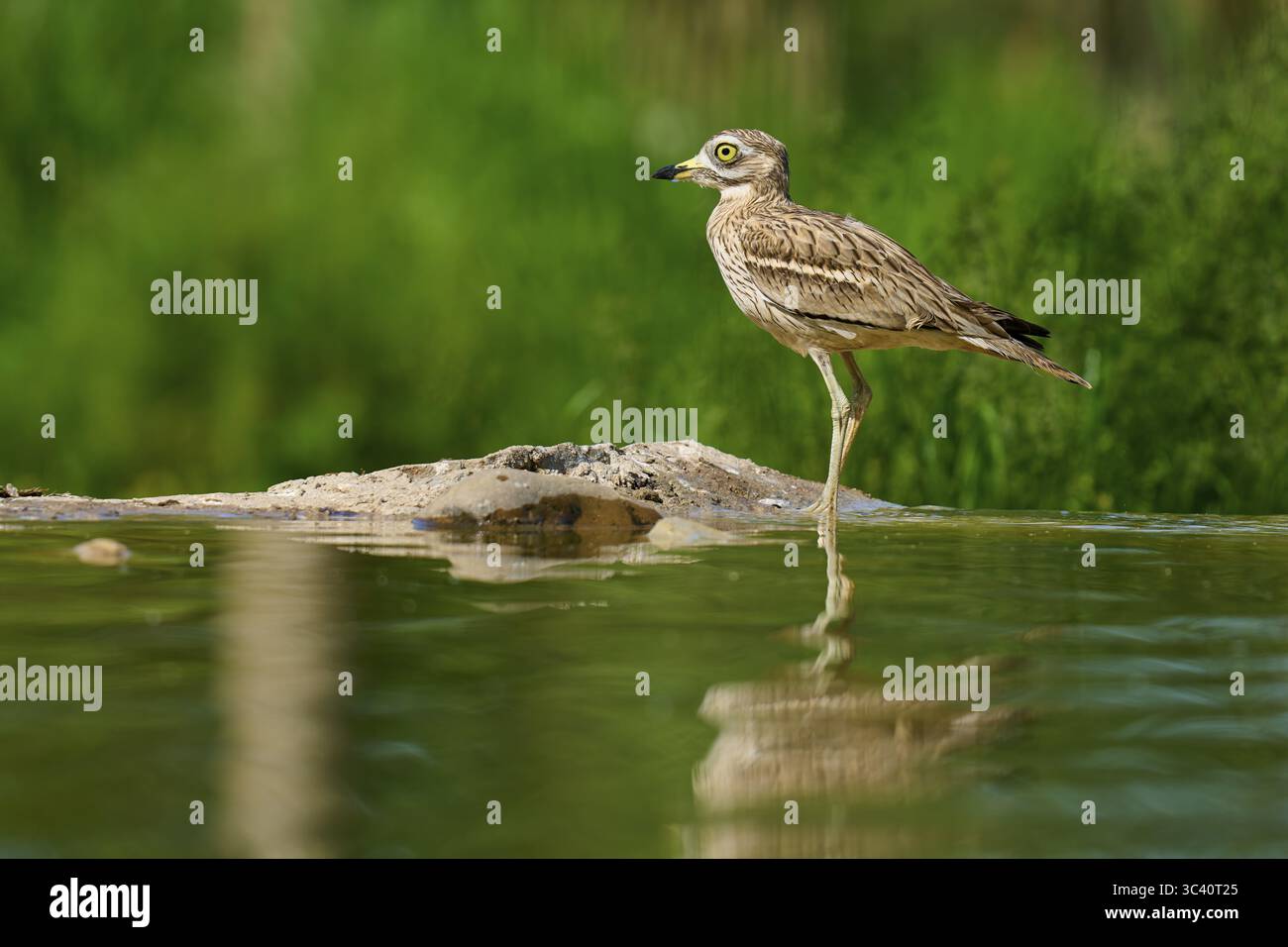 Un oiseau se tient calmement sur une patte, son image reflétée dans l'eau, Curlew de pierre (Burhinus oedicnemus), printemps, France Banque D'Images