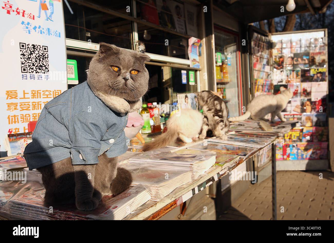 16 décembre 2020, PÉKIN, CHINE : un fournisseur de nouvelles avec ses chats vend des journaux chinois de premier plan, présentant des histoires sur Joe Biden en cours de confirmation président élu, dans un kiosque de nouvelles à Pékin le mercredi 16 décembre 2020. La Chine espère qu'avec l'élection de Biden, les tensions sur un large éventail de questions s'atténueront entre les deux plus grandes économies du monde. (Crédit image : © Todd Lee/ZUMA Wire) Banque D'Images