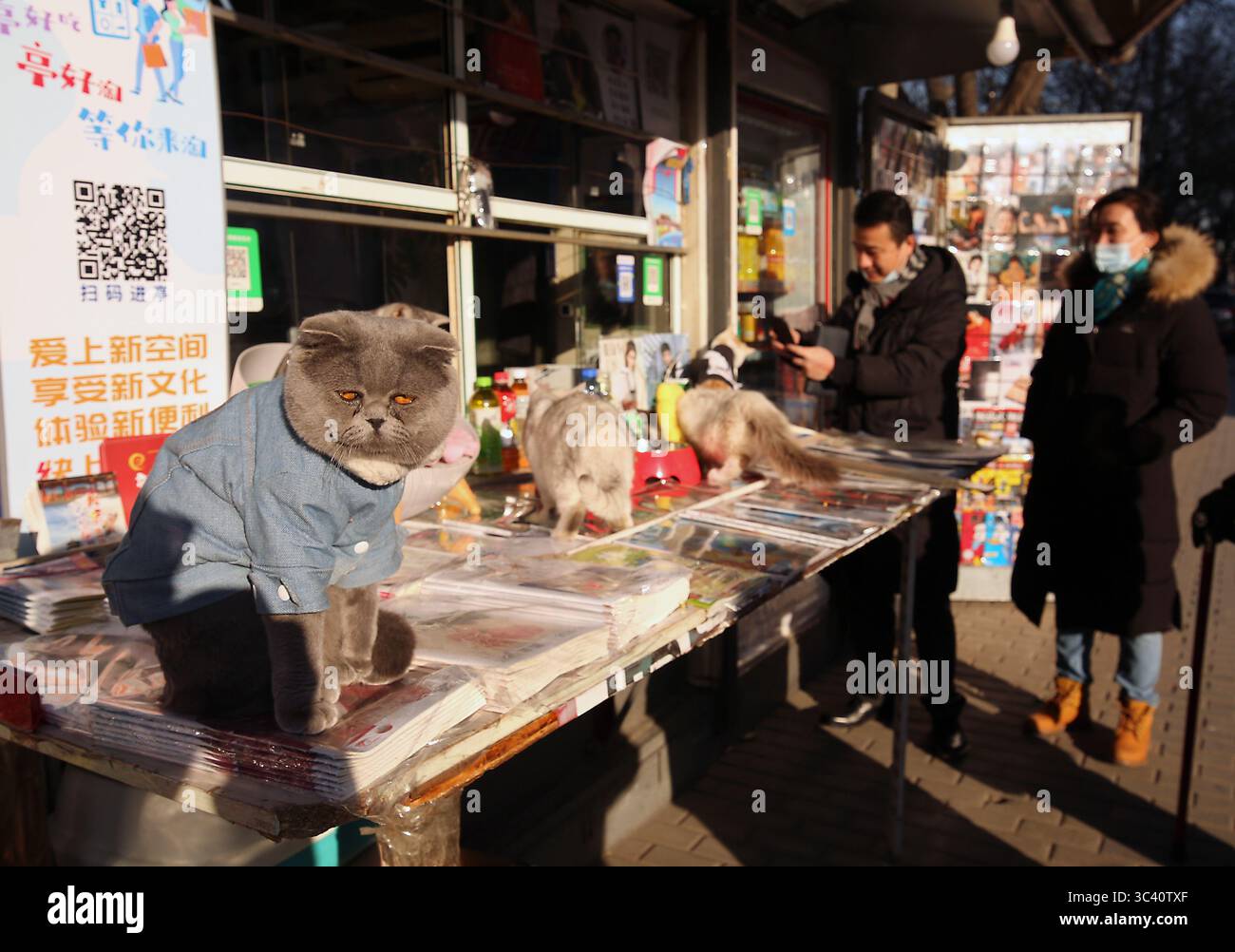 16 décembre 2020, PÉKIN, CHINE : un fournisseur de nouvelles avec ses chats vend des journaux chinois de premier plan, présentant des histoires sur Joe Biden en cours de confirmation président élu, dans un kiosque de nouvelles à Pékin le mercredi 16 décembre 2020. La Chine espère qu'avec l'élection de Biden, les tensions sur un large éventail de questions s'atténueront entre les deux plus grandes économies du monde. (Crédit image : © Todd Lee/ZUMA Wire) Banque D'Images