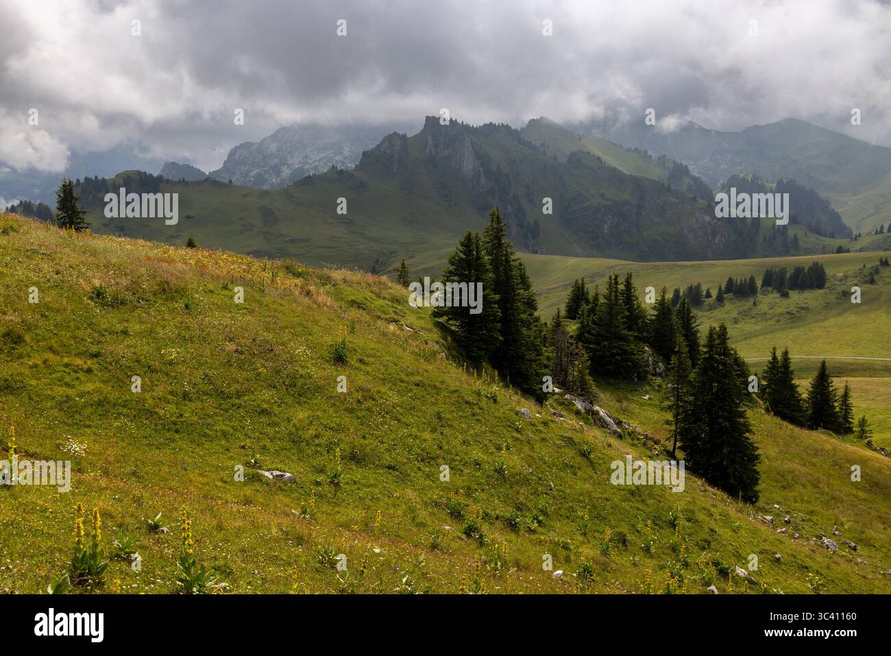 Une vue panoramique met en valeur les collines verdoyantes et les pentes des Alpes bernoises, en Suisse. La scène est dominée par une végétation luxuriante et Banque D'Images