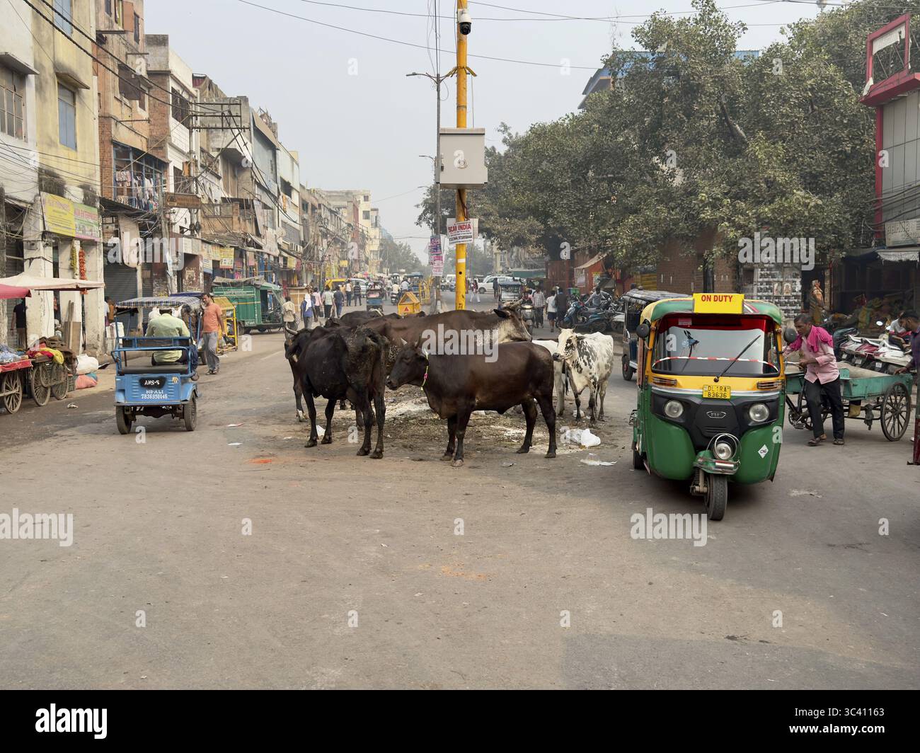 Scène de rue dans une ville indienne avec des vaches, auto-rickshaw et des gens dans un environnement urbain occupé, Delhi, Inde Banque D'Images