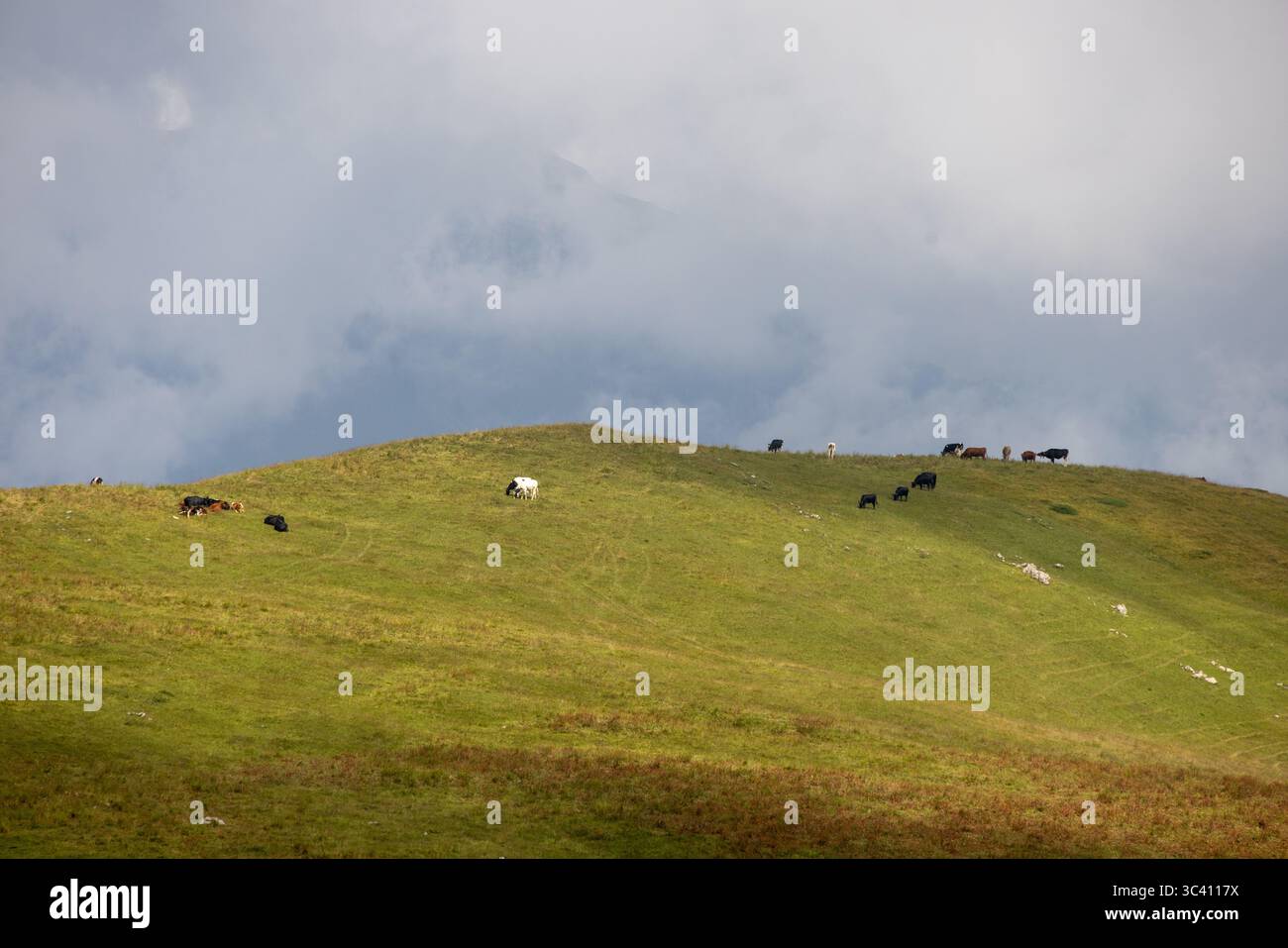 Une vue panoramique sur une colline verdoyante parsemée de vaches en pâturage dans les Alpes suisses. Le paysage vallonné est encadré par un ciel nuageux, créant un et tranquille Banque D'Images