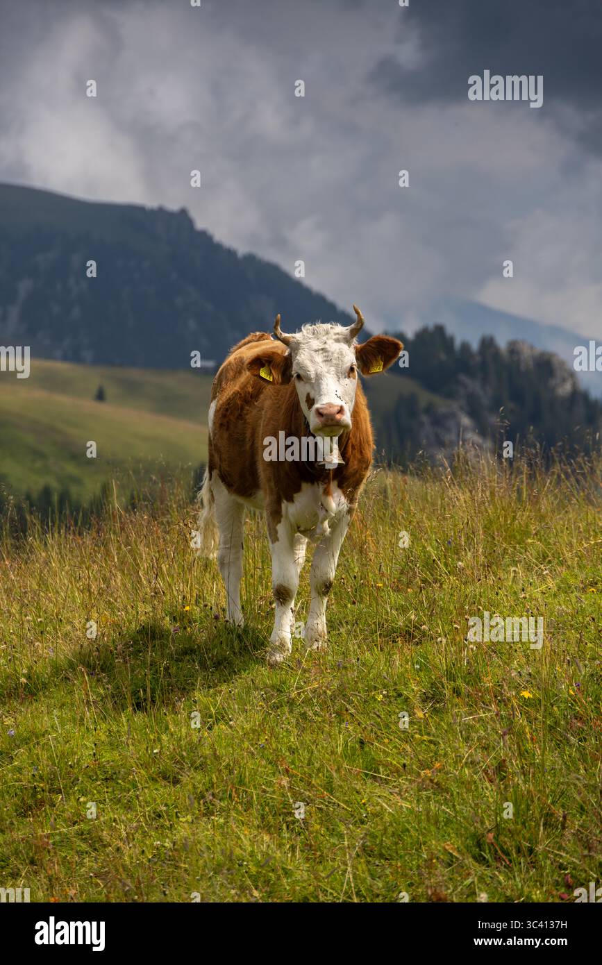 Un gros plan capture une vache Simmental debout dans une prairie verdoyante, sur fond de collines ondulantes et de montagnes lointaines. La vache, w Banque D'Images