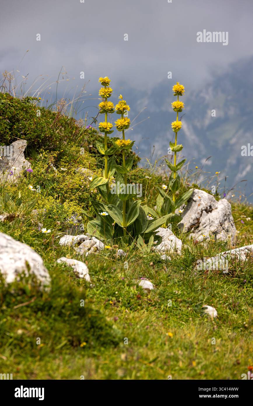 Un groupe vibrant de fleurs alpines jaunes prospère sur une colline rocheuse, mettant en valeur la beauté naturelle des Alpes suisses. La scène est encadrée par un dos Banque D'Images