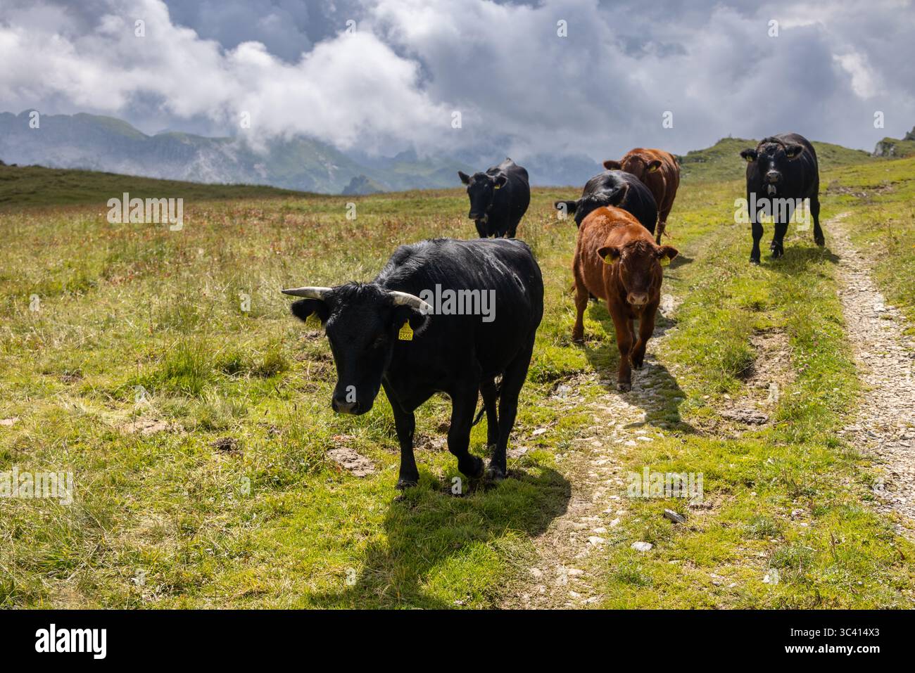 Un troupeau de bovins, comprenant des individus noirs et bruns, paissent le long d'un chemin de terre serpentant à travers une prairie alpine luxuriante. Les Alpes suisses s'élèvent dans le Banque D'Images