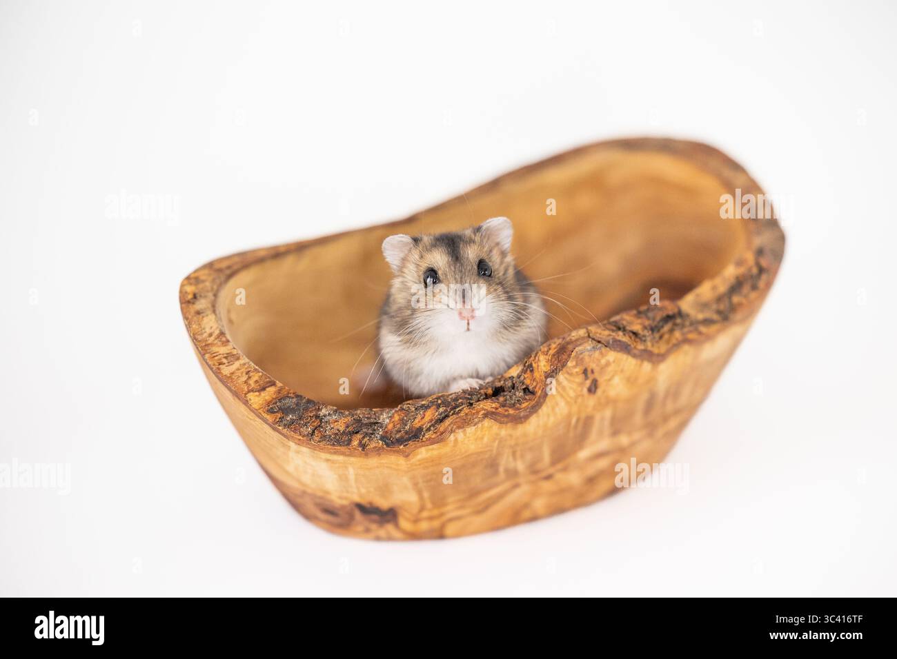 Hamster assis dans un petit bol en bois sculpté. Banque D'Images