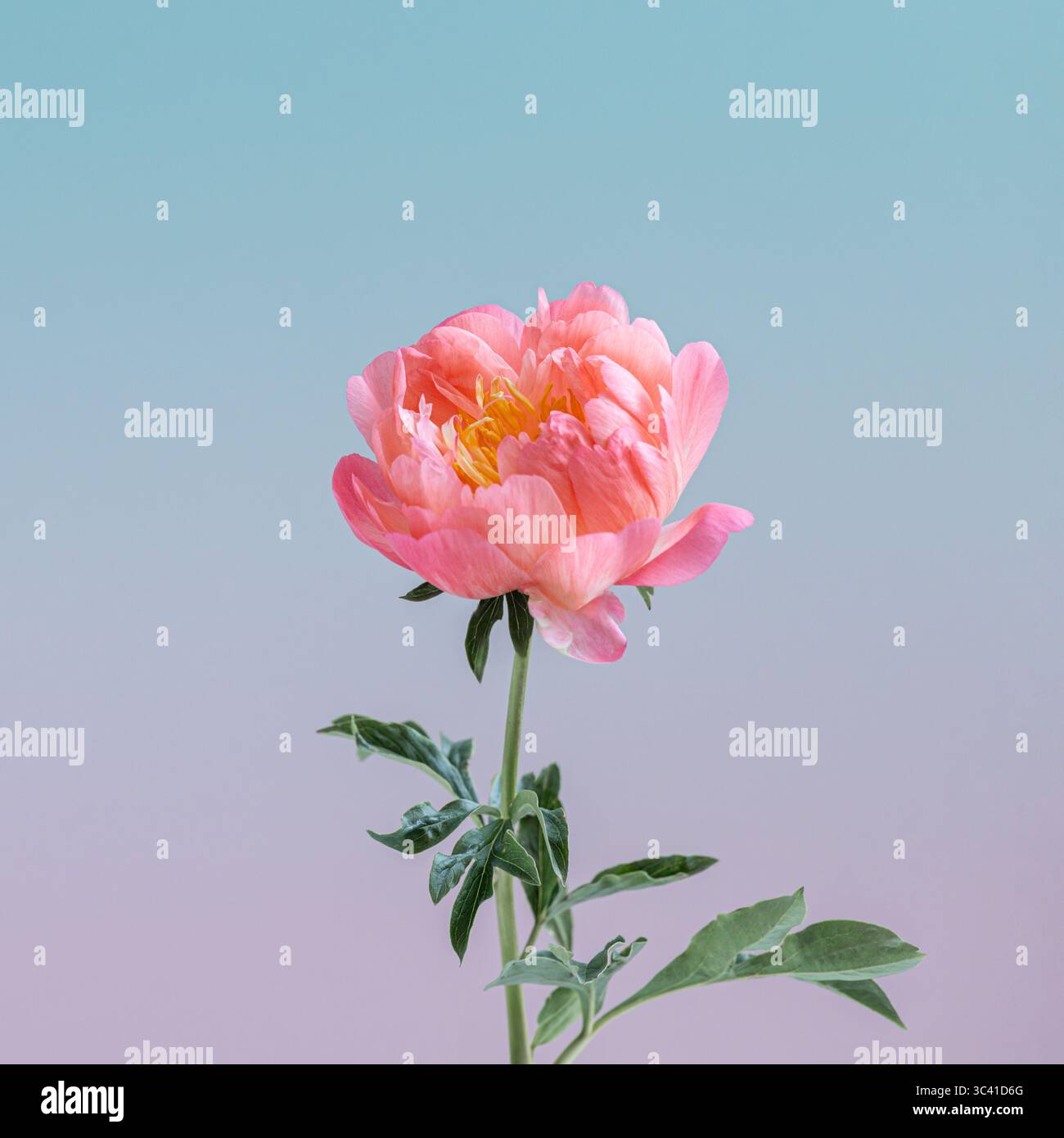 Fleur de pivoine fraîche avec dégradé pastel Banque D'Images