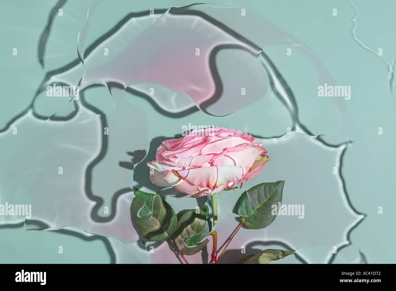 Rose unique sous l'eau avec jeu de lumière abstrait Banque D'Images