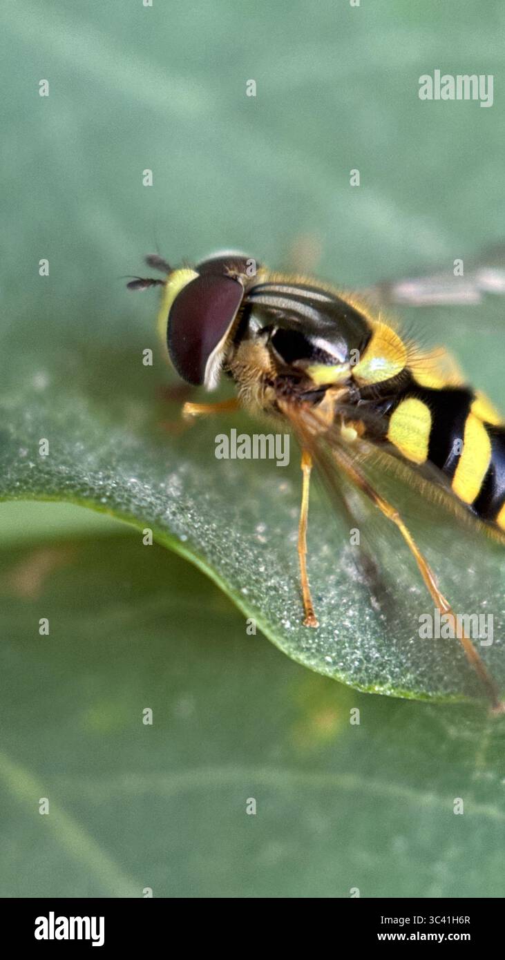 Couleur noir et jaune hoverfly nectaring une macro photographie de fleur. Banque D'Images