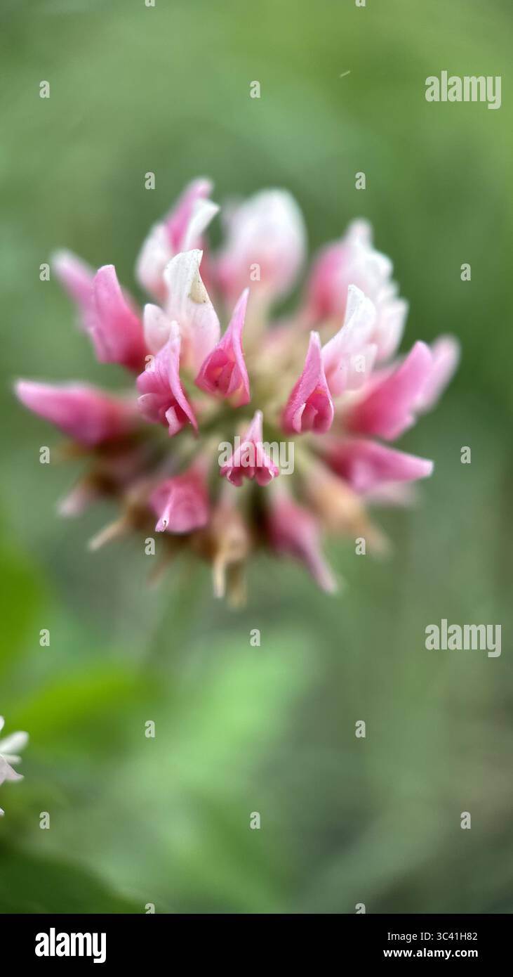Gros plan d'une fleur de trèfle rose. Photographie macro au trèfle rouge - Image de stock capturée avec un smartphone