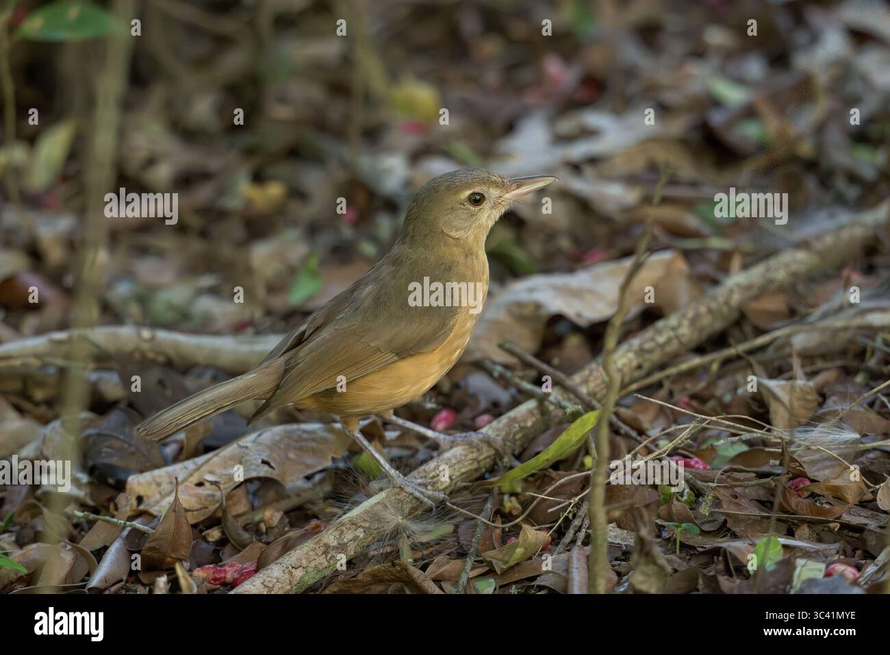 Un solitaire Shrikethrush Bowers se dresse sur le côté large, perché sur une branche d'arbre brisée sur le sous-étage de la forêt tropicale, litière de feuilles à la recherche du petit déjeuner. Banque D'Images