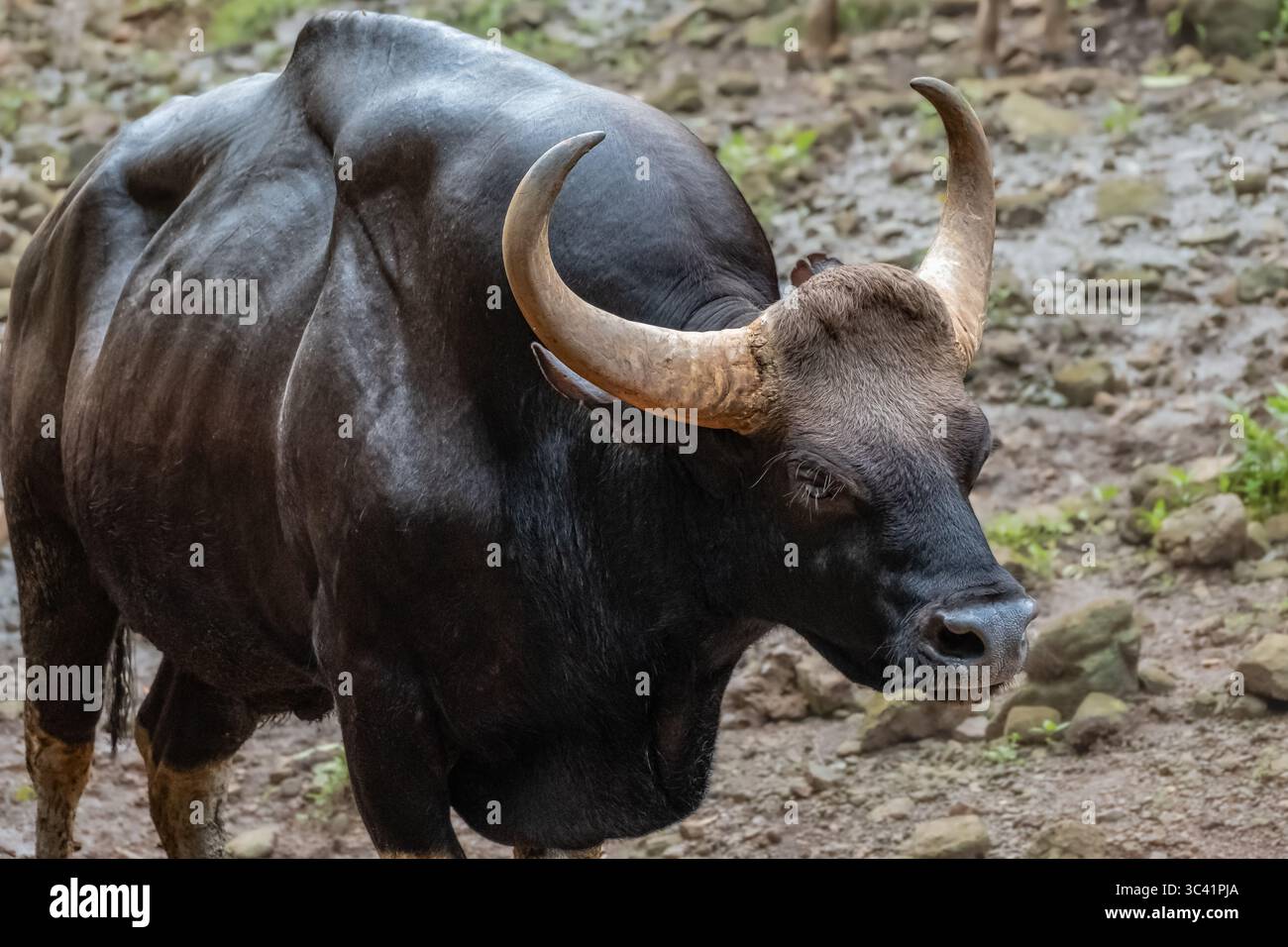 gaur mâle cultivé également connu sous le nom de bison indien. Gaur indien, grand bovin dans la réserve faunique de Goa. Photo de voyage, personne, gros plan Banque D'Images