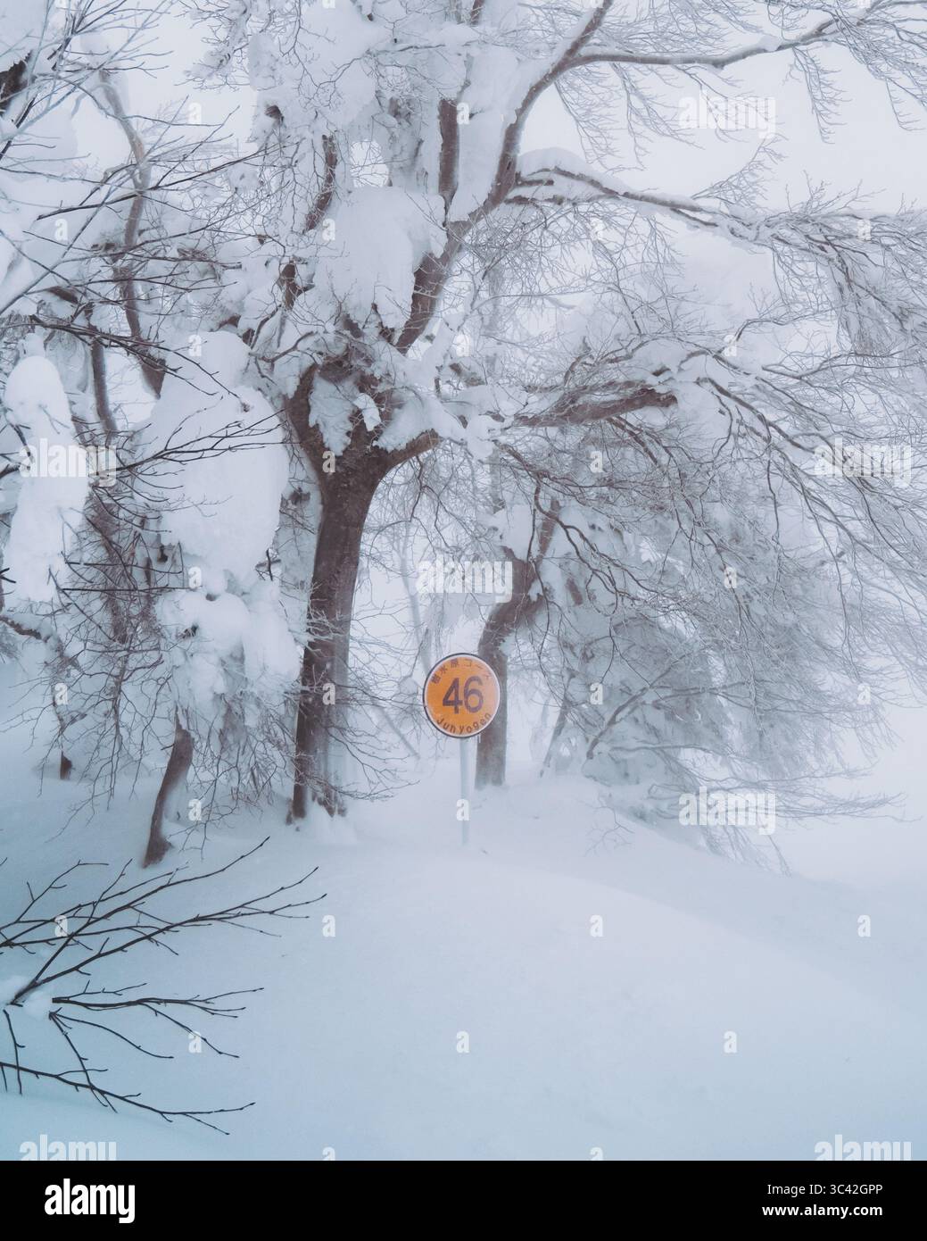 Vue des arbres chargés de neige se dressent majestueusement, leurs branches lourdes de neige épaisse et blanche, créant une scène hivernale de pays des merveilles, Zao Onsen, Yamagata, Japon. Banque D'Images
