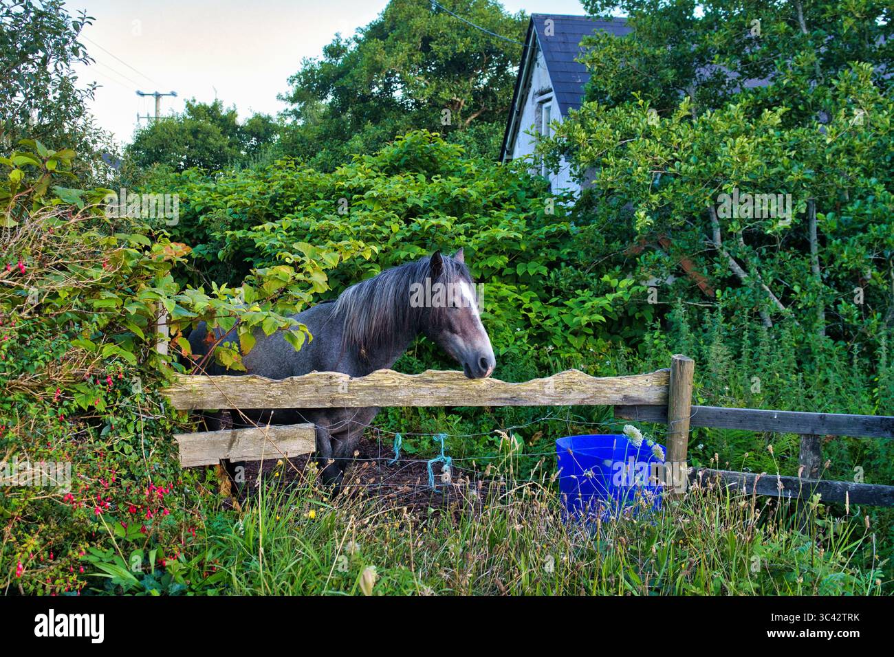 Un beau cheval gris jette un coup d'œil au-dessus d'une clôture en bois dans un cadre verdoyant de la campagne irlandaise. Banque D'Images
