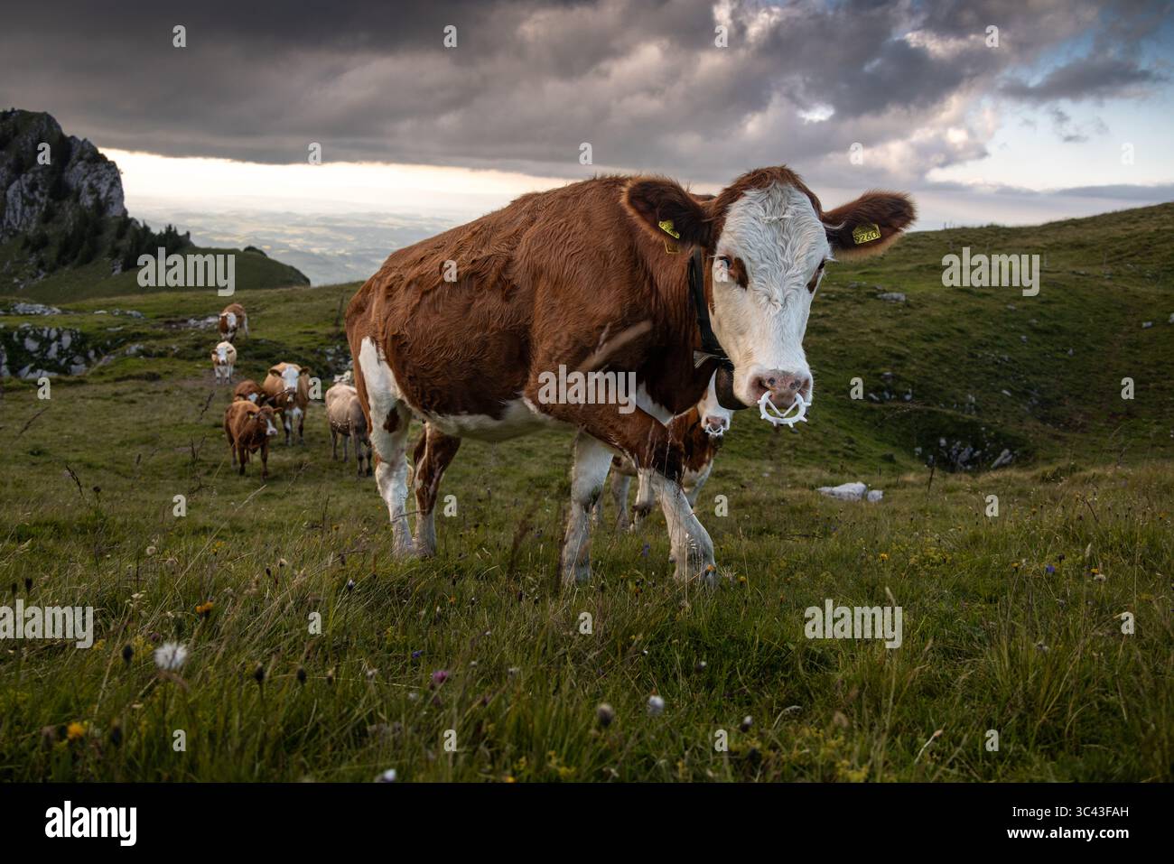 Un troupeau de vaches brunes et blanches paissent paisiblement sur un pré verdoyant dans les Alpes suisses. La scène est encadrée par des collines ondulantes et des montagnes lointaines u Banque D'Images