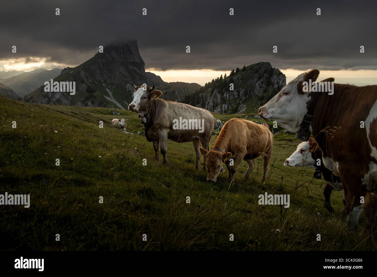 Un troupeau de bovins Simmental paissent paisiblement sur une prairie alpine luxuriante, encadrée par une chaîne de montagnes spectaculaire et un ciel nuageux. La scène capture le beau Banque D'Images