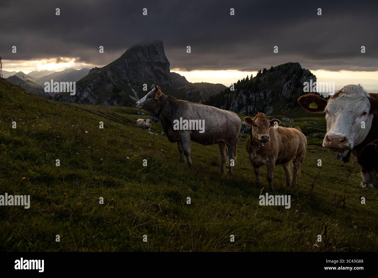 Un troupeau de bovins Simmental paissent sur une prairie verdoyante sur fond de montagne spectaculaire et nuageuse. La scène capture la beauté sereine des Swis Banque D'Images