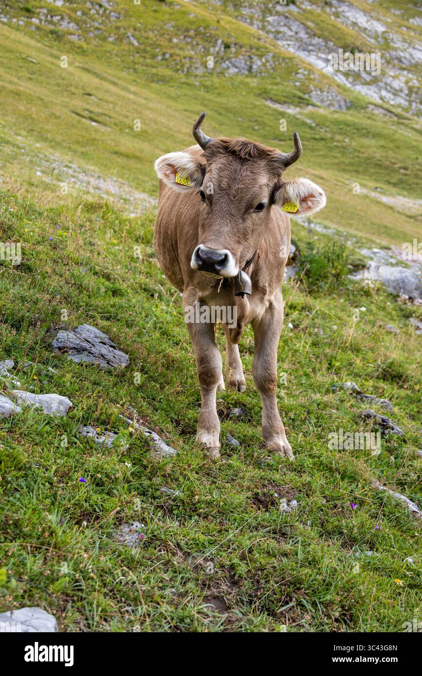 Une vache brune se tient dans un pré verdoyant luxuriant, pâturant paisiblement par une journée ensoleillée dans les Alpes suisses. L'animal est face à la caméra, montrant sa douceur Banque D'Images