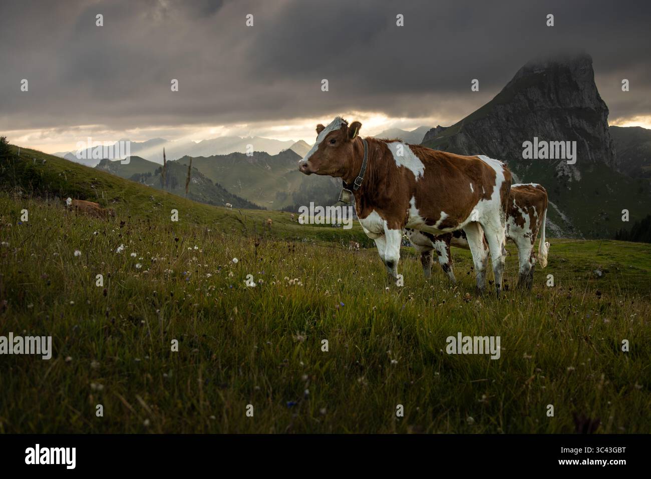 Une photographie de paysage spectaculaire montre un troupeau de bovins Simmental qui paissent dans une prairie alpine luxuriante. La scène est encadrée par des collines ondulantes et une dista Banque D'Images