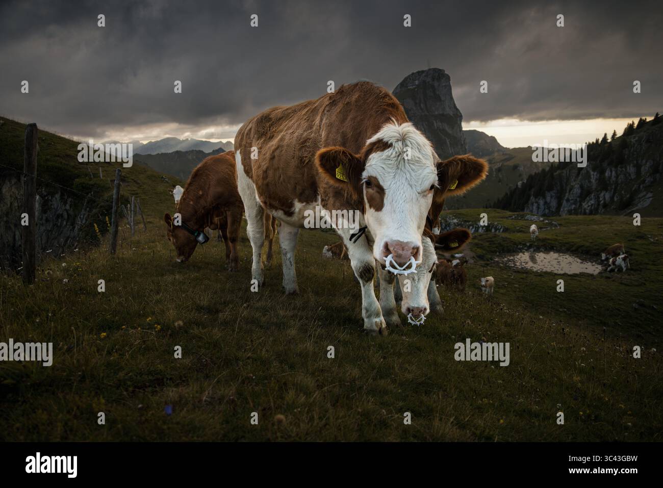 Un troupeau de vaches brunes et blanches paissent dans une prairie verdoyante, encadrée par une chaîne de montagnes spectaculaire et un ciel nuageux. La scène capture la beauté sereine Banque D'Images