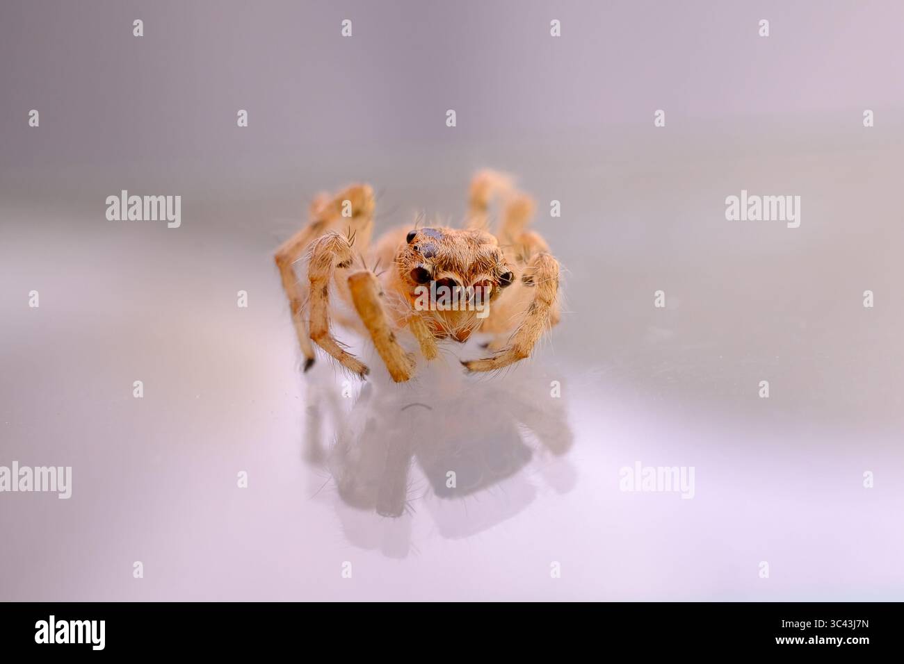 Une araignée sauteuse brune sur une surface réfléchissante Banque D'Images