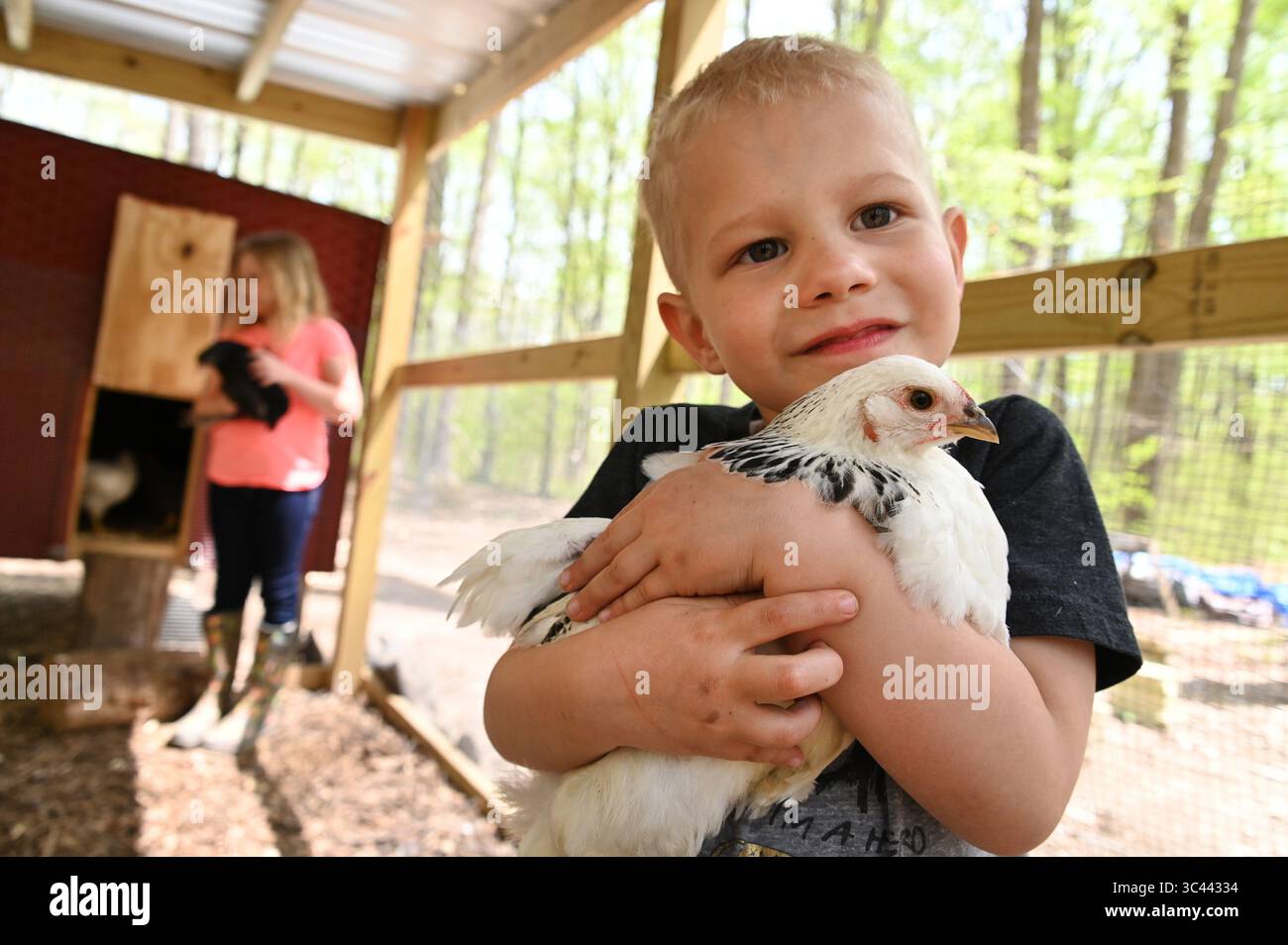 20 avril 2021, Aberdeen, Maryland : Preston Kindle, 4, détient une race de poulet Brahma légère dans la maison de la famille près d'Aberdeen, Md. (crédit image : © TNS via ZUMA Wire) Banque D'Images