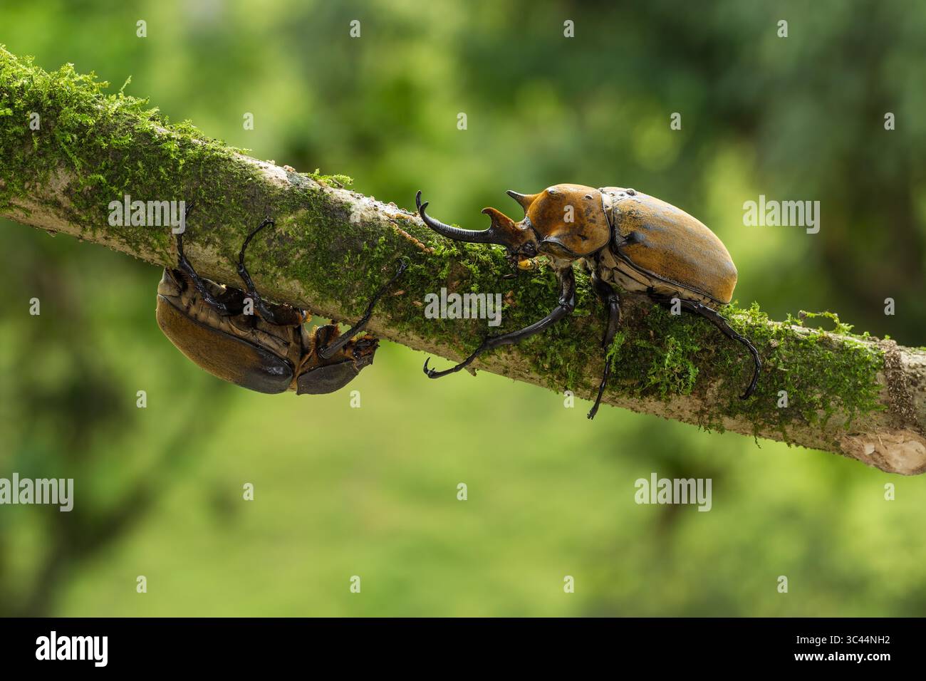 16 juin 2012, El Castillo, Valle del Cauca, Colombie : un éléphant mâle et femelle coléoptère, Megasoma elaphas, sur un membre mousseux au Costa Rica. L'éléphant Coccinelle est l'un des plus grands insectes du monde. (Crédit image : © Jon G. Fuller/VW pics via ZUMA Wire) Banque D'Images