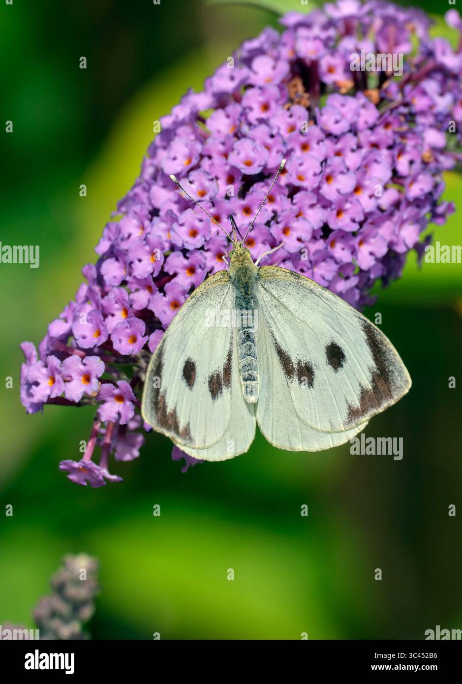 Grand nectaring femelle blanc sur fleurs de buddleia. Harewood Common, Andover, Hampshire. Banque D'Images
