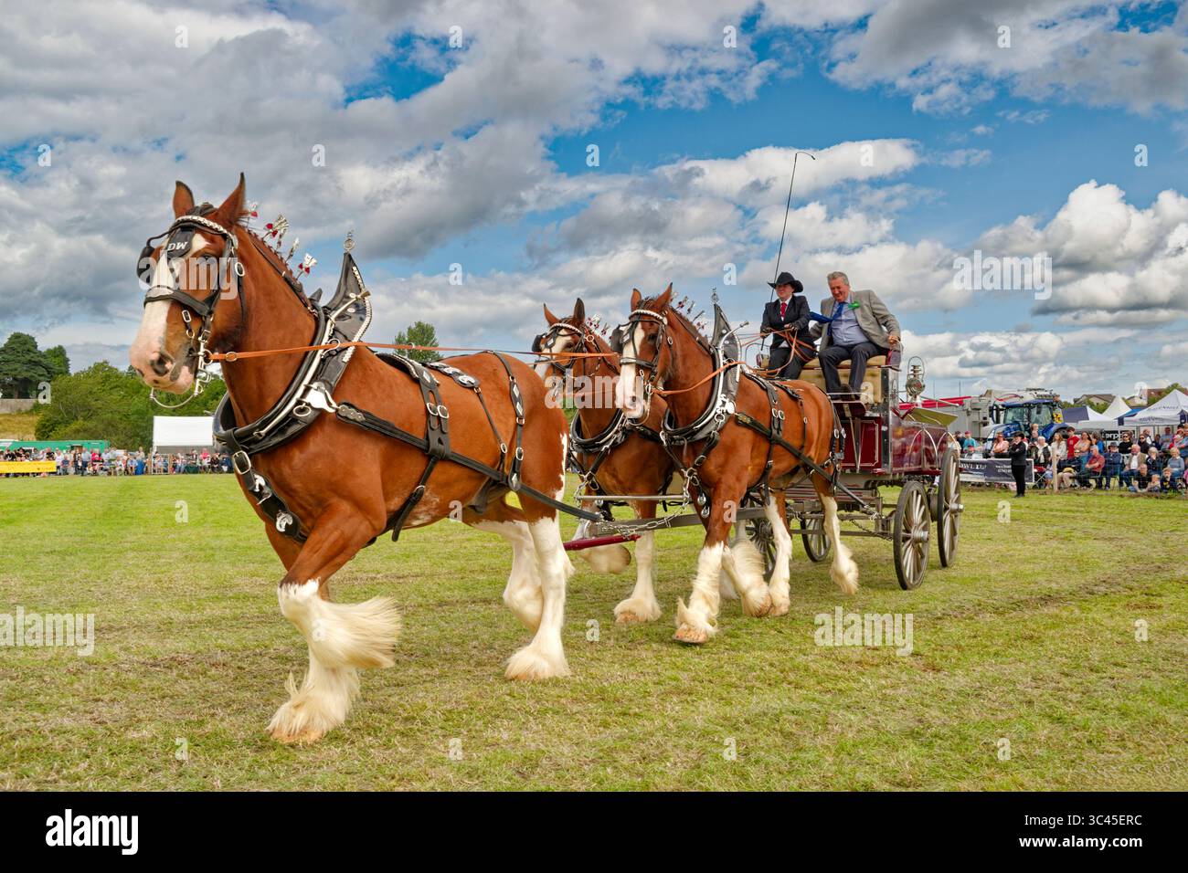 Nairn Agricultural Show Moray Scotland juillet 2025 une journée ensoleillée avec Galcantray Clydesdale Horses trio tirant un chariot Banque D'Images