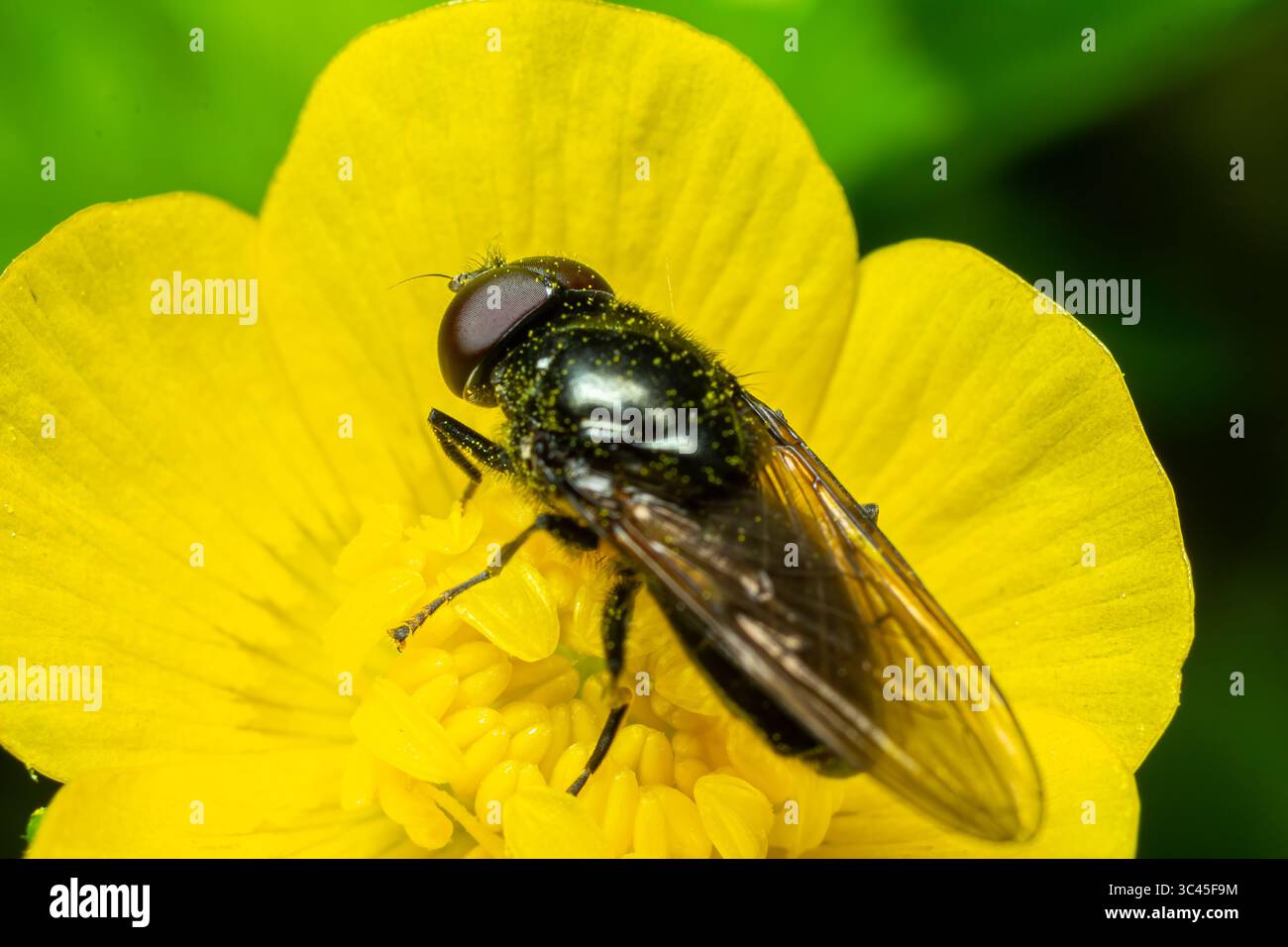 Un Cheilosia sp. hoverfly est perché sur un papillon jaune vif recueillant le pollen dans une prairie verte luxuriante sous le soleil du printemps. Banque D'Images
