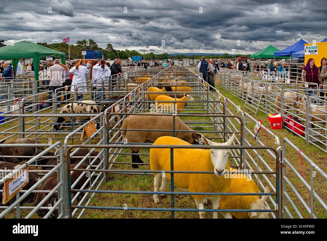 Nairn Agricultural Show Moray Écosse juillet 2025 stylos et moutons avec laine jaune ou dorée Banque D'Images