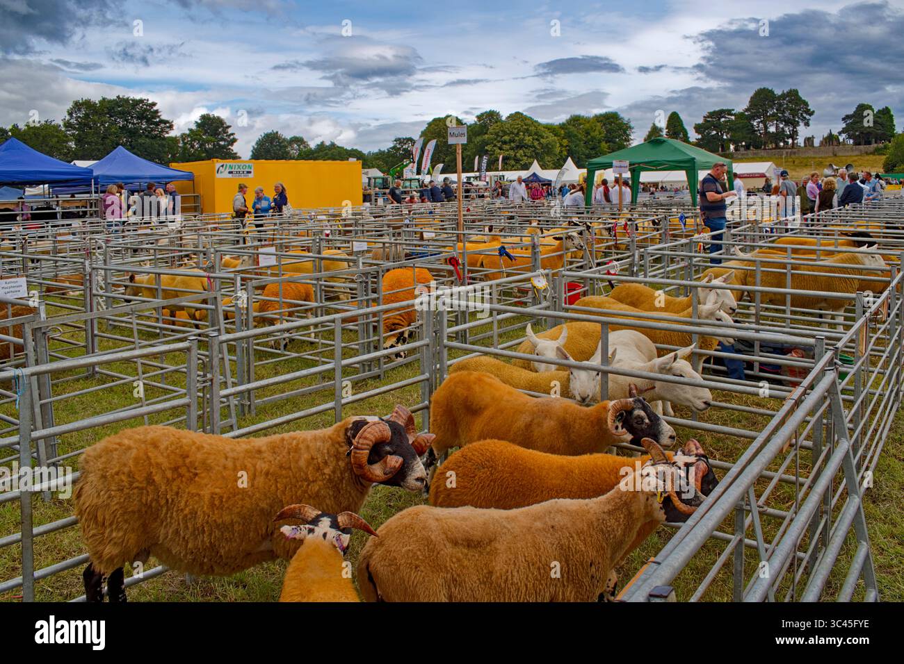 Nairn Agricultural Show Moray Scotland juillet 2025 stylos et variété de races de moutons avec laine jaune ou dorée Banque D'Images