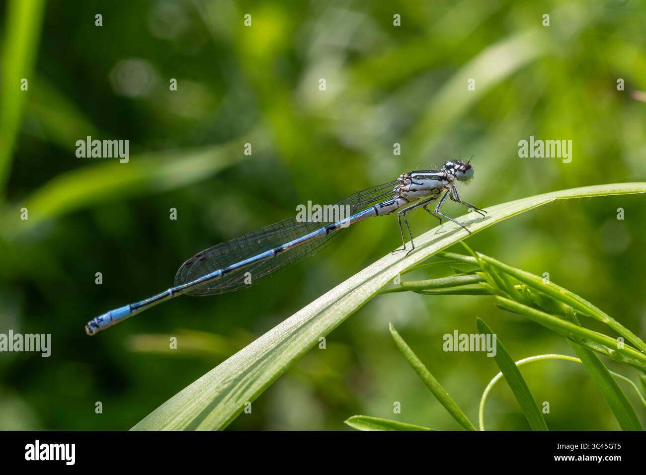 Damoiselle Azur brillante perchée sur une feuille verte vibrante mettant en valeur ses ailes délicates dans un cadre extérieur ensoleillé près d'un habitat aquatique naturel. Banque D'Images