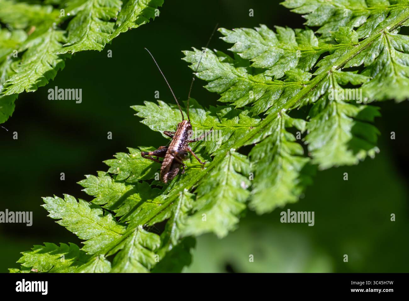 Ce cricket de Bush sombre est camouflé parmi les feuilles de fougères vertes vives dans une forêt tranquille mettant en valeur son habitat naturel pendant une chaude midi. Banque D'Images