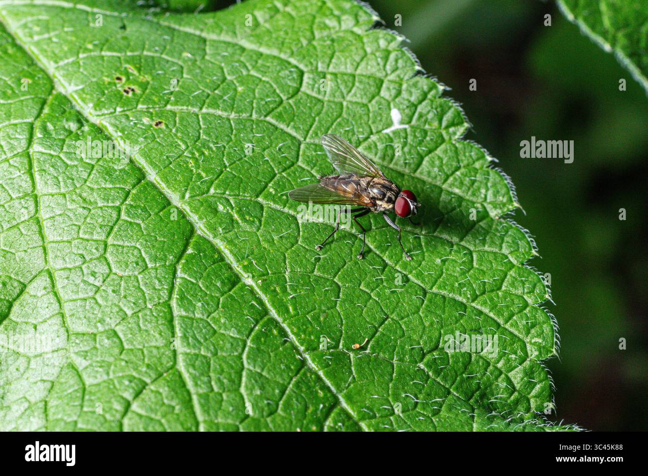 Une mouche de maison avec des yeux rougeâtres distinctifs perche sur une feuille verte luxuriante mettant en valeur sa structure de corps complexe sous la lumière naturelle du soleil dans un jardin envi Banque D'Images