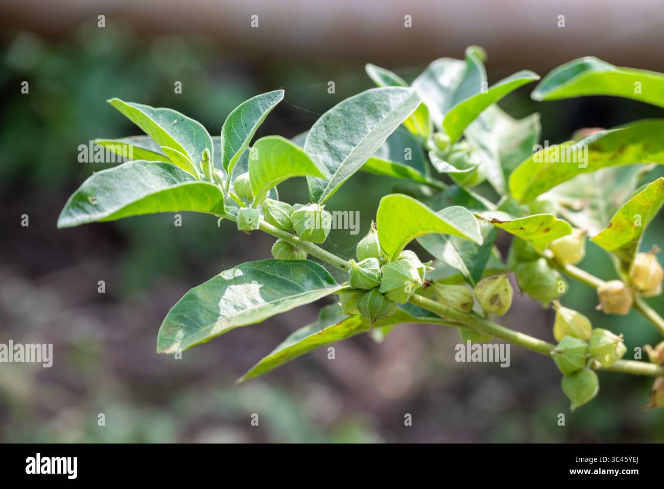 withania somnifera ( Ashwagandha) plante, feuilles vertes plantes à base de plantes Banque D'Images
