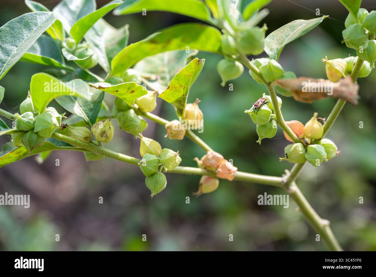 withania somnifera ( Ashwagandha) plante, feuilles vertes plantes à base de plantes Banque D'Images