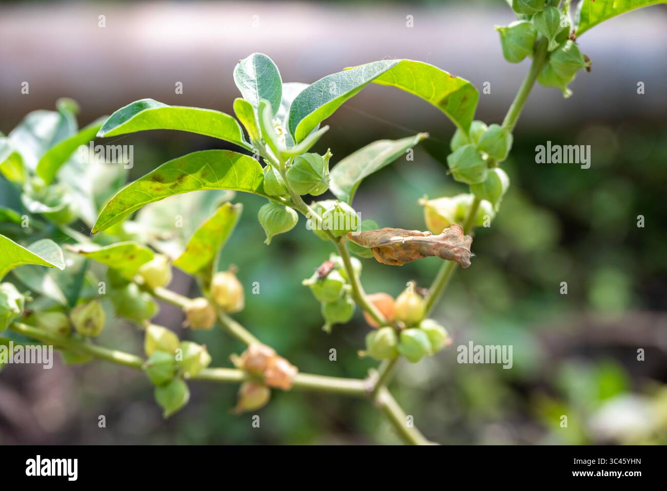 withania somnifera ( Ashwagandha) plante, feuilles vertes plantes à base de plantes Banque D'Images
